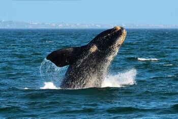 Southern right whale, Breaching, Hermanus, Overberg, Whale Coast