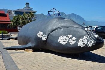 Southern right whale display, Hermanus museum, Hermanus, Overberg, Whale Coast