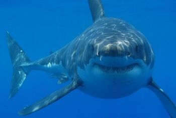 Great white shark, gansbaai, boat trips, Overberg, Whale Coast