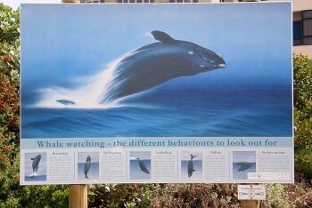 Whale walk display sign, Hermanus, Overberg, Whale Coast