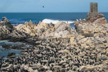Penguins, Betty\'s Bay, Overberg, Whale Coast