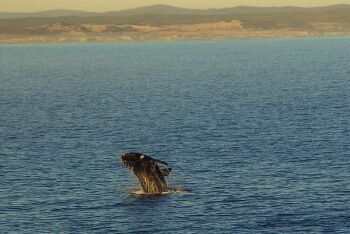 Southern right whale breaching, Hermanus, Overberg, Whale Coast