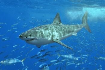 Gansbaai, great white shark, boat trip, Overberg, Whale Coast